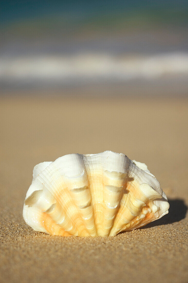 Frilly White, Yellow And Orange Clam Shell Upright On Beach, Blurred Ocean In Background.