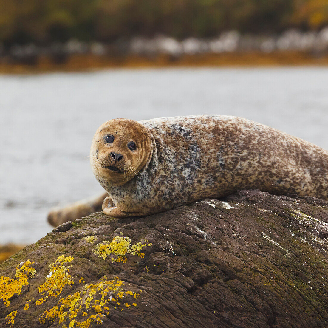 'Harbour Seal (Phoca Vitulina) Or Common Seal In Glengarriff Harbour; Glengarriff, County Cork, Republic of Ireland'