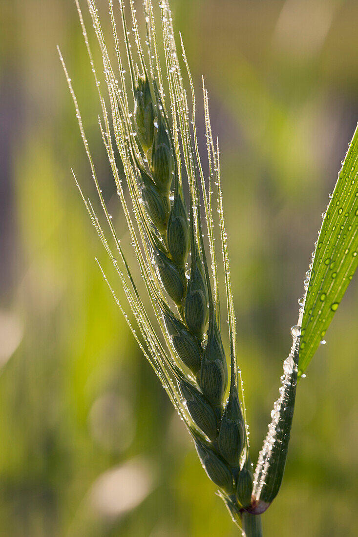 'Close Up Of An Unripened Wheat Head Backlit With Dew Droplets; High River, Alberta, Canada'