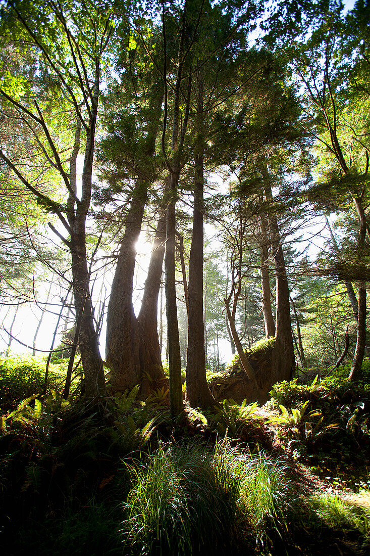 'Old Growth Trees Backlit By The Sun Along The Path To Florencia Bay In Pacific Rim National Park Near Tofino; British Columbia, Canada'