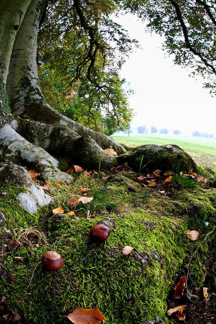 'Nuts And Fallen Leaves At The Foot Of A Tree; Scottish Borders, Scotland'