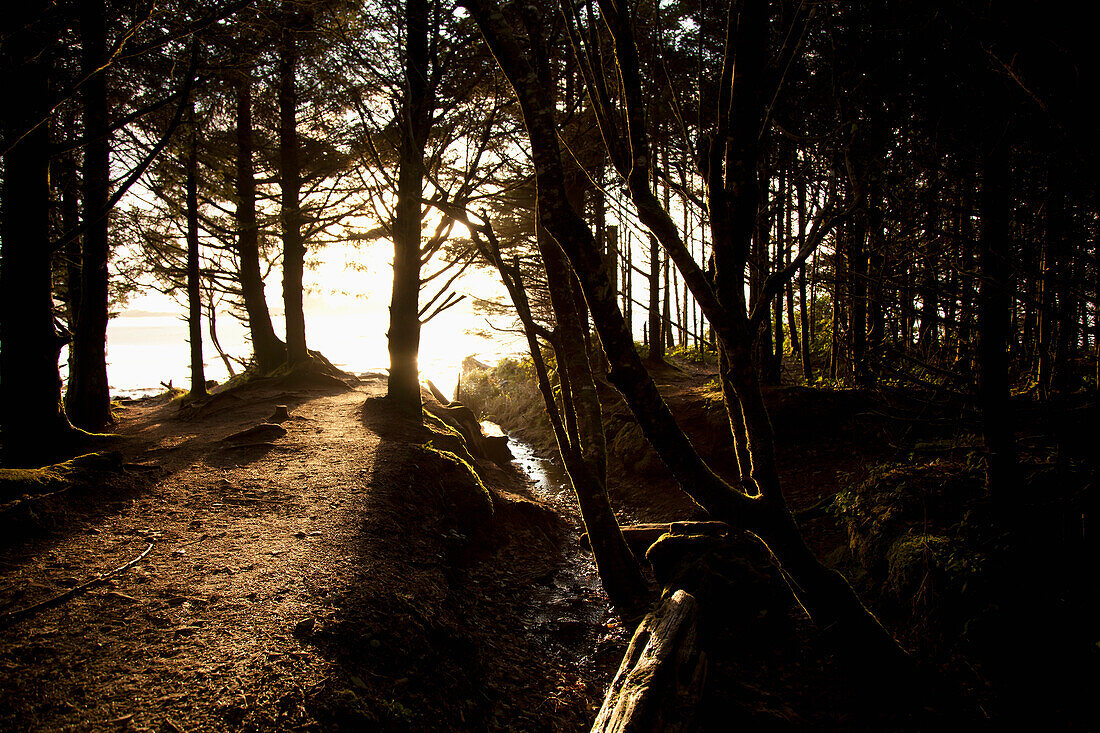 'Sunlight Filters Through The Trees Along A Path Leading To Chesterman's Beach And Frank's Island Near Tofino; British Columbia, Canada'