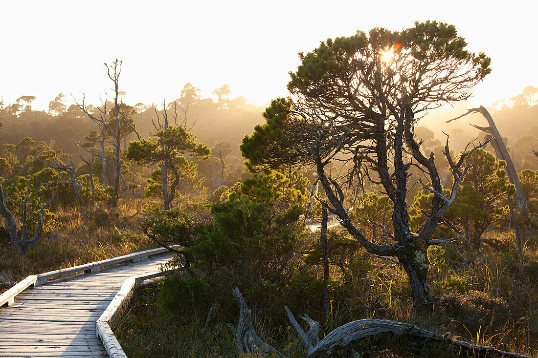 'The Cedar Boardwalk Path In The Shorepine Bog Trail In Pacific Rim National Park Near Tofino; British Columbia, Canada'