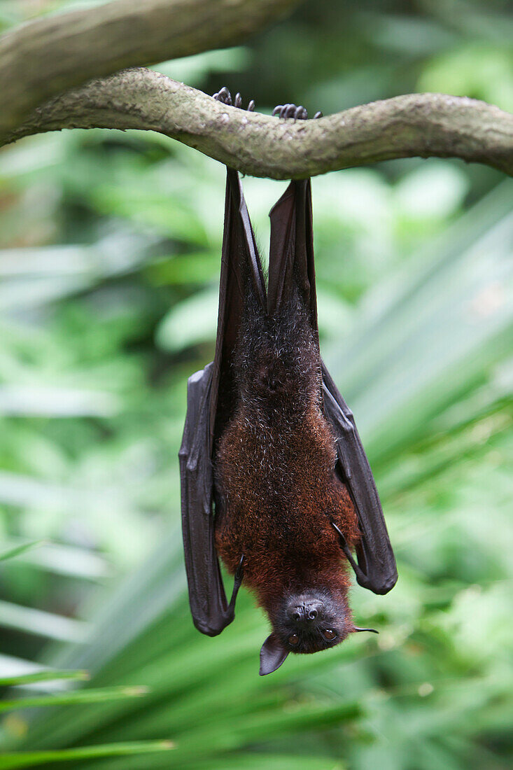 'A Flying Fox Bat Hangs Upside Down From A Tree Branch At The Singapore Zoo; Singapore'