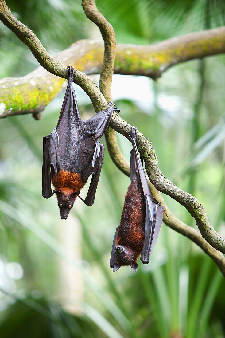 'Two Flying Fox Bats Hang Upside Down From A Tree Branch At The Singapore Zoo; Singapore'
