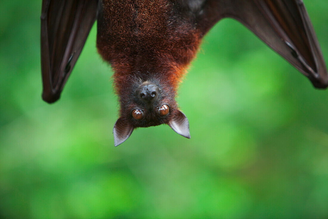 'A Flying Fox Bat Hangs Upside Down From A Tree Branch At The Singapore Zoo; Singapore'