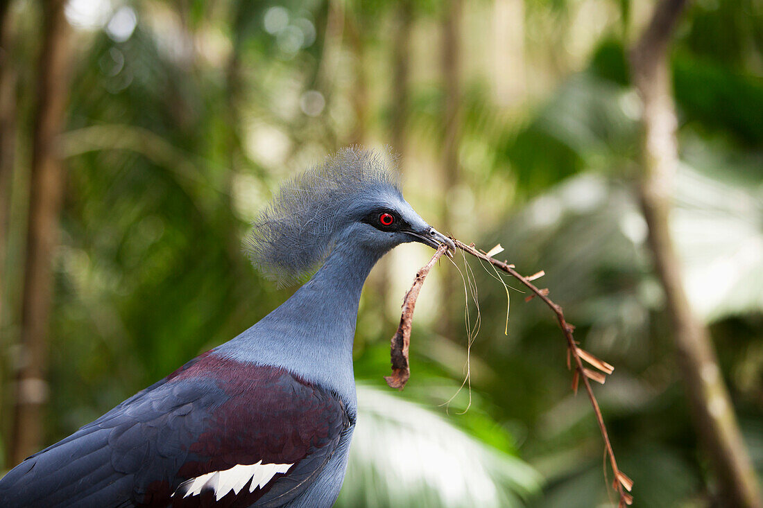 'A Bird Gathers Nest Materials In Her Beak At At The Singapore Zoo; Singapore'