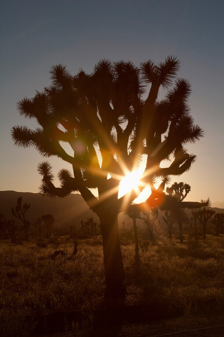 'Silhouette Of A Yucca Tree In The Desert At Sunset With A Sunburst; Palm Springs, California, United States of America'