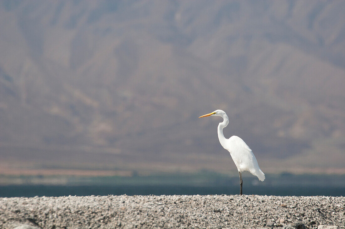 'Great White Egret/Heron On Rocks With Desert Lake And Mountain Side Filling The Background; Palm Springs, California, United States of America'