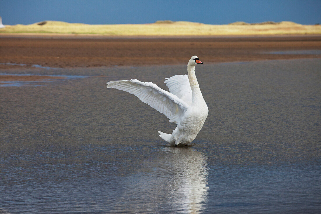 'A Swan Lands On The Water With It's Wings Outstretched; Northumberland, England'