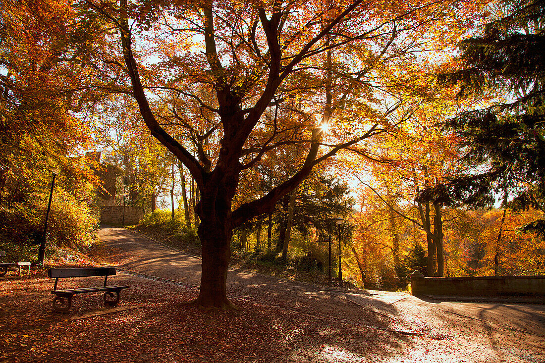 'Fallen Leaves Cover The Ground Where A Park Bench Sits Under A Tree In Autumn; Durham, England'
