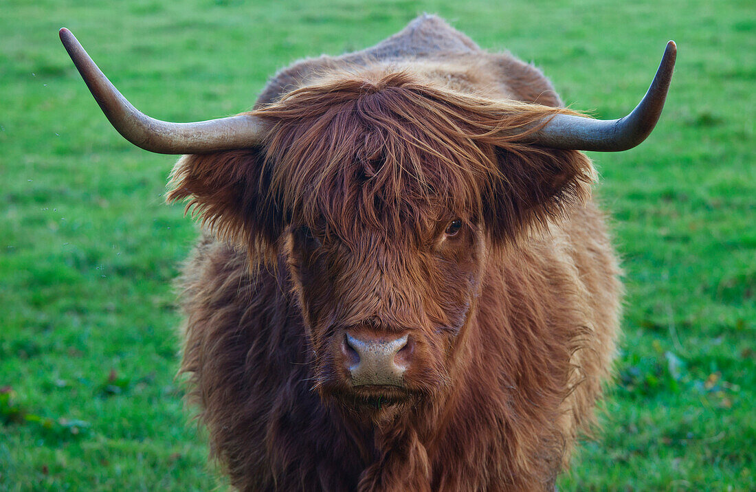 'Yak With Large Horns; Scottish Borders, Scotland'