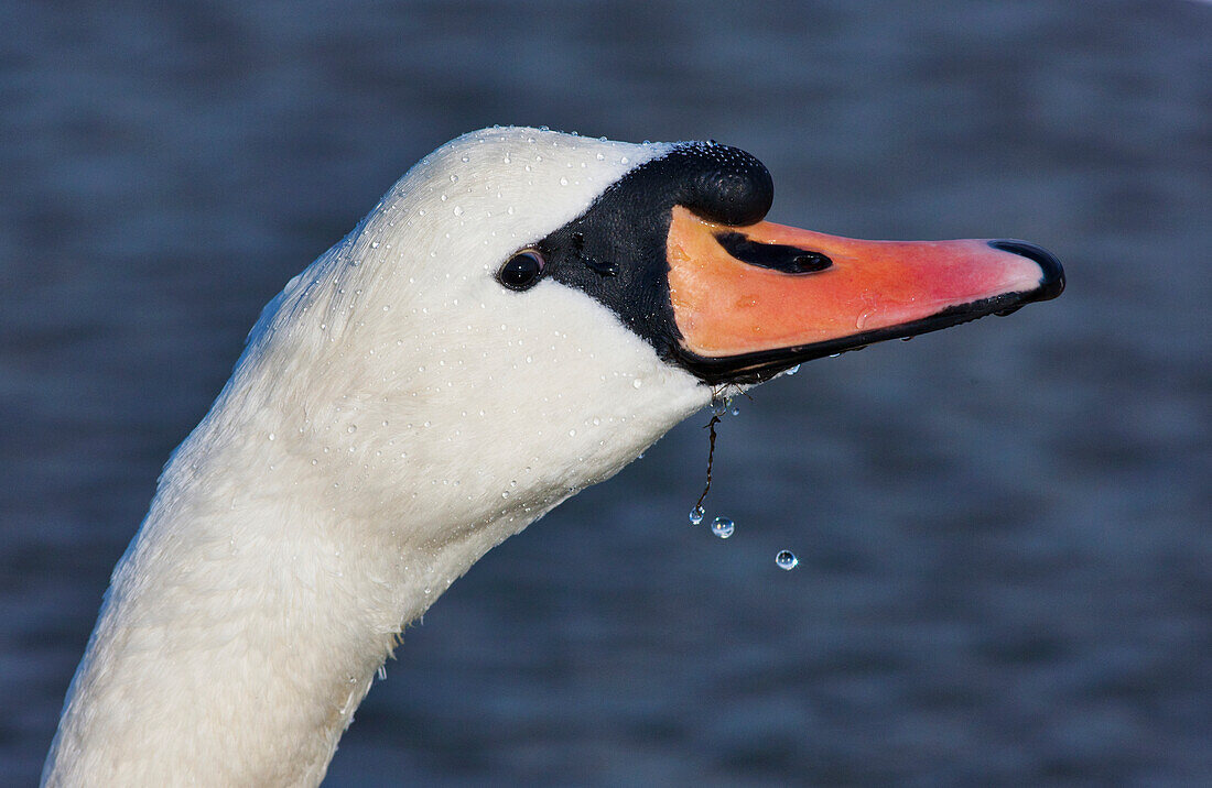 'Head Of A Swan; Holy Island, Northumberland, England'