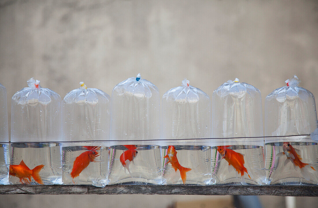 'Plastic Bags Containing Pet Goldfish For Sale; Iloilo City, Panay, Philippines'