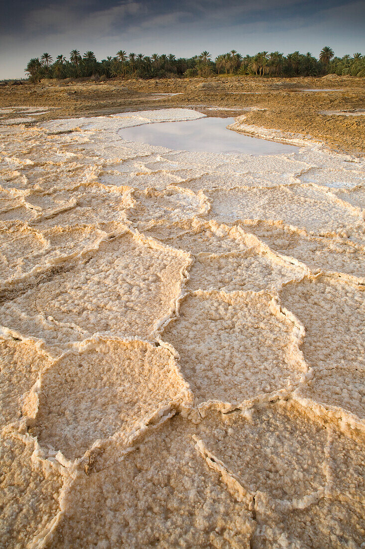 'Dried Salt Deposits From A Dried Up Water Source On The Outskirts Of Siwa At The Siwa Oasis; Siwa, Egypt'