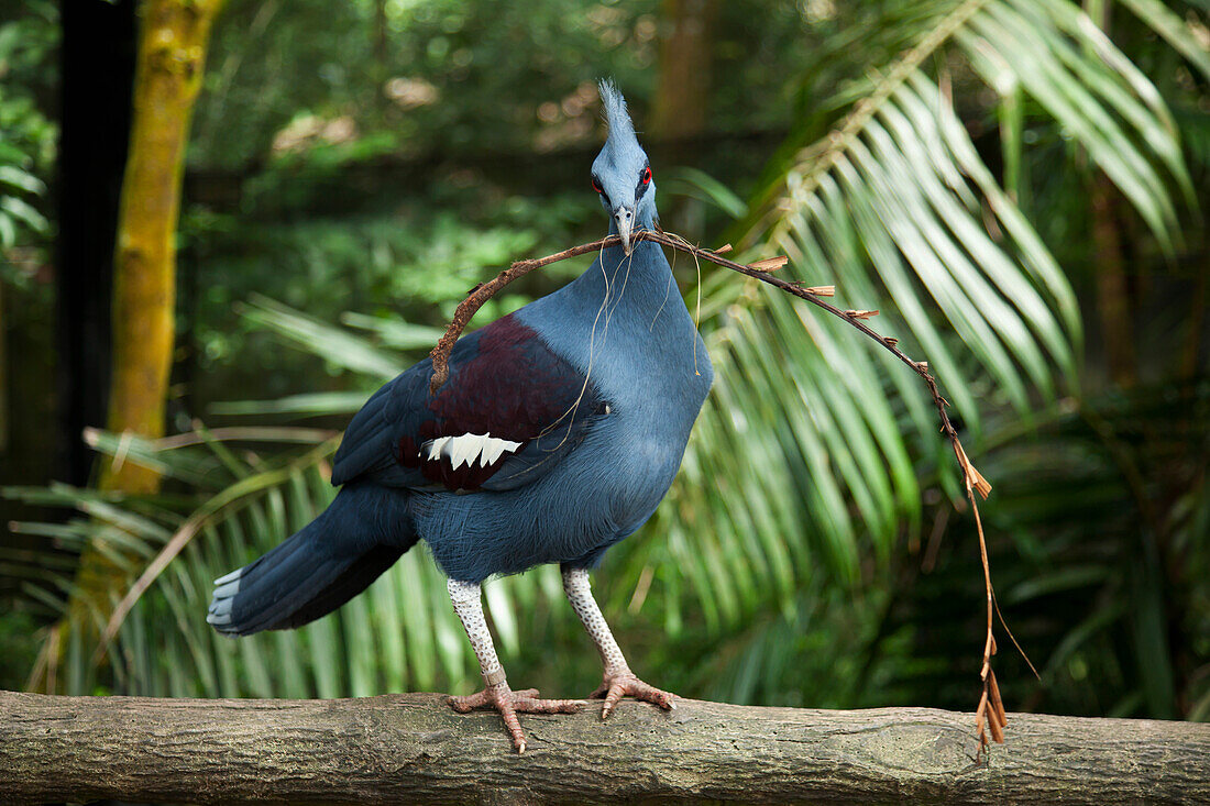 'A Bird Gathers Twigs At The Singapore Zoo; Singapore'