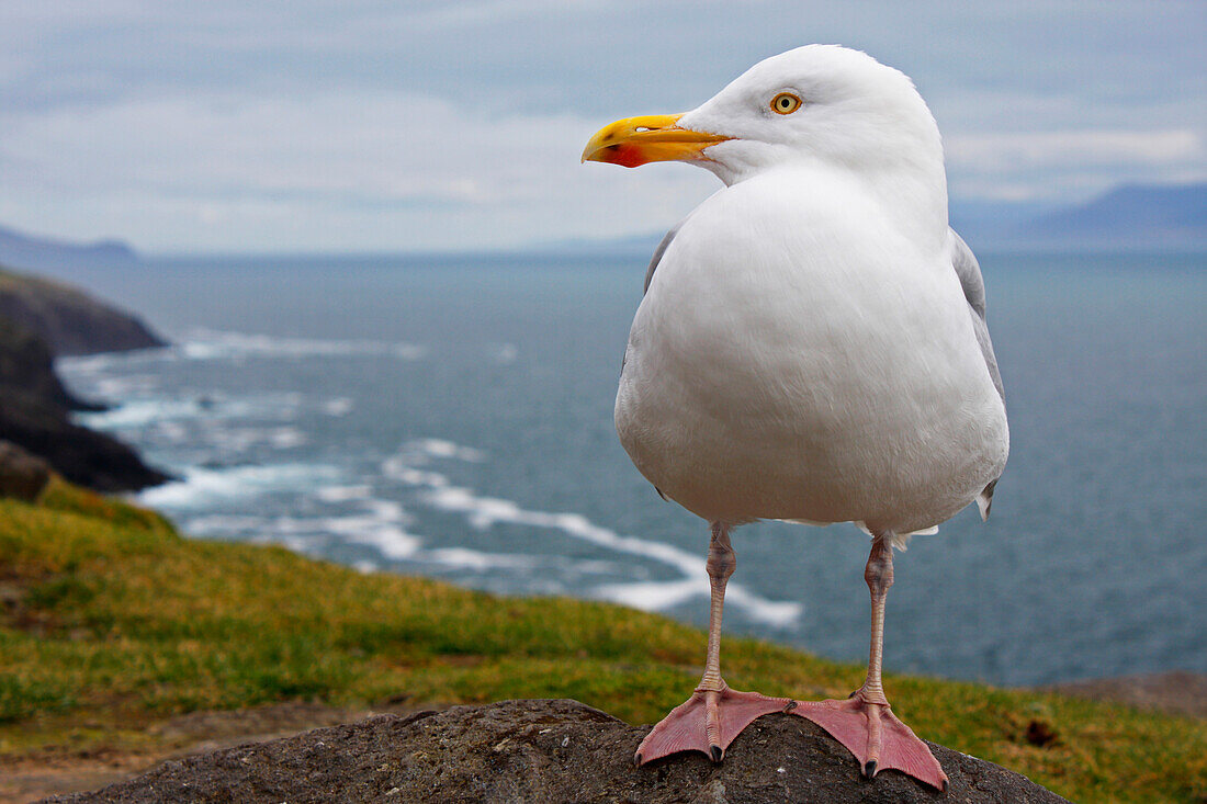 'European Herring Gull (Larus Argentatus) Perched On A Rock On Slea Head On The Dingle Peninsula; County Kerry, Munster, Ireland'