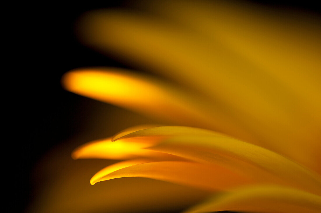 'Extreme Close-Up Of Gerbera Flower; Daisy'