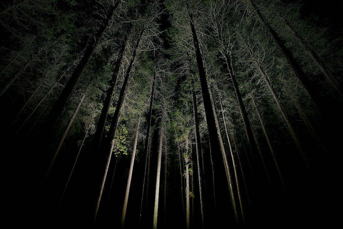 Eerie Trees At Night, Cypress Hills, Saskatchewan