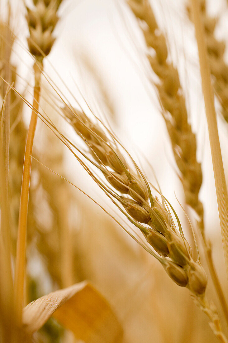 Close-Up Of Wheat, Saskatchewan, Canada