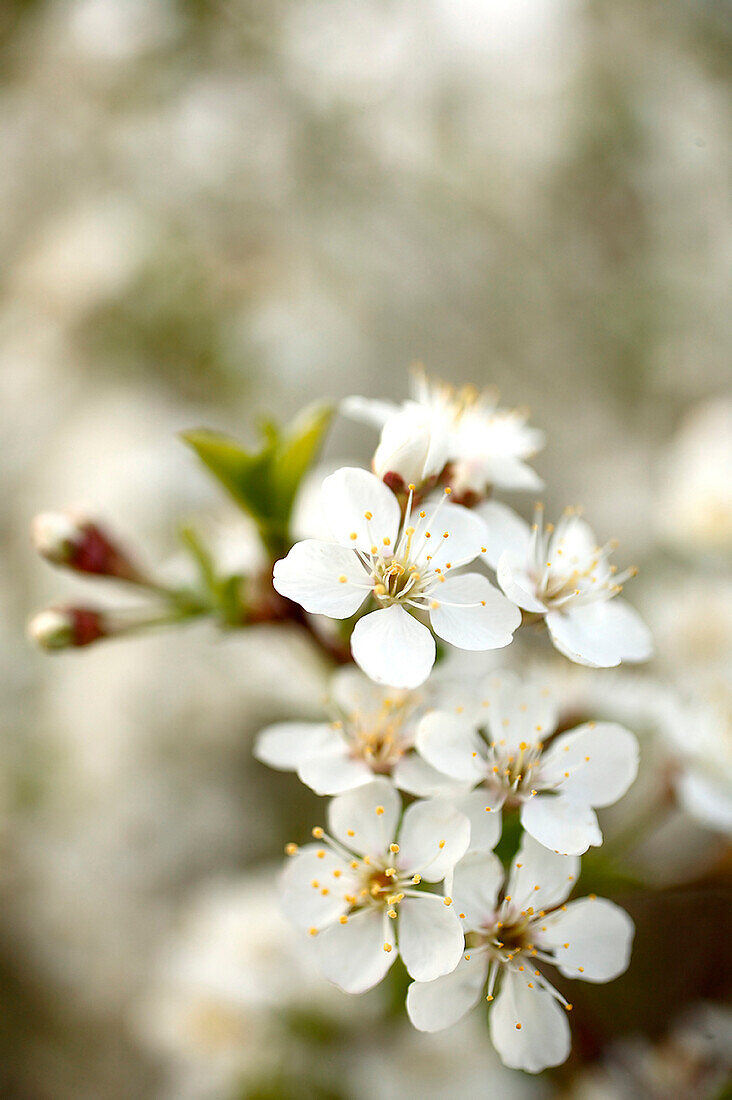 Dürreresistente Kirschblüte