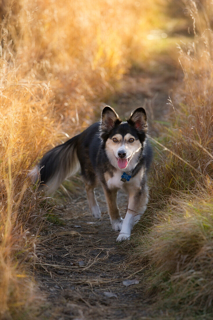 Black And White Mixed Breed Dog On Path Through Long Dry Grass, Canada, Alberta