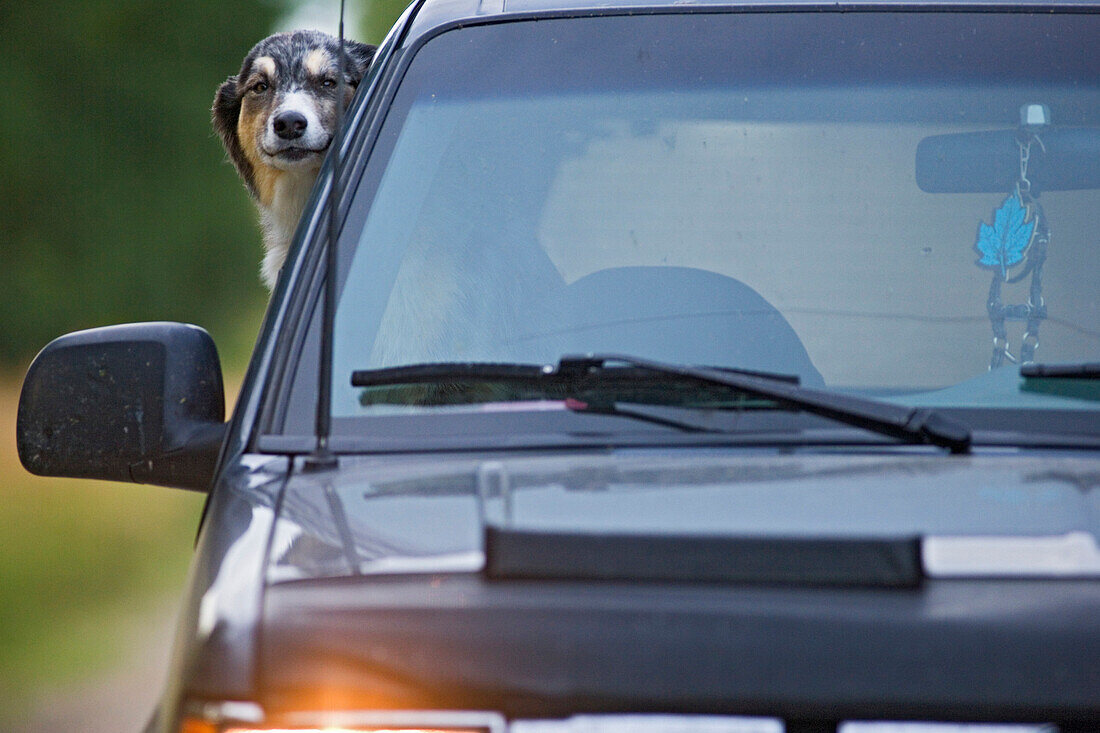 Mixed Breed Dog With Head Out The Window Of Vehicle, Canada, Alberta