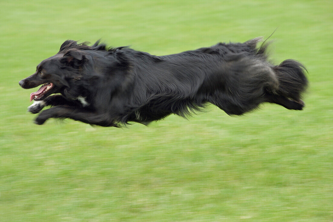 Mixed Breed Dog, Black, Running Fast
