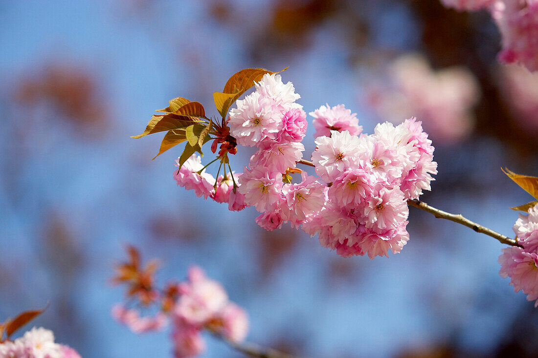 Detail Of Cherry Tree Blossom, Canada, Ontario