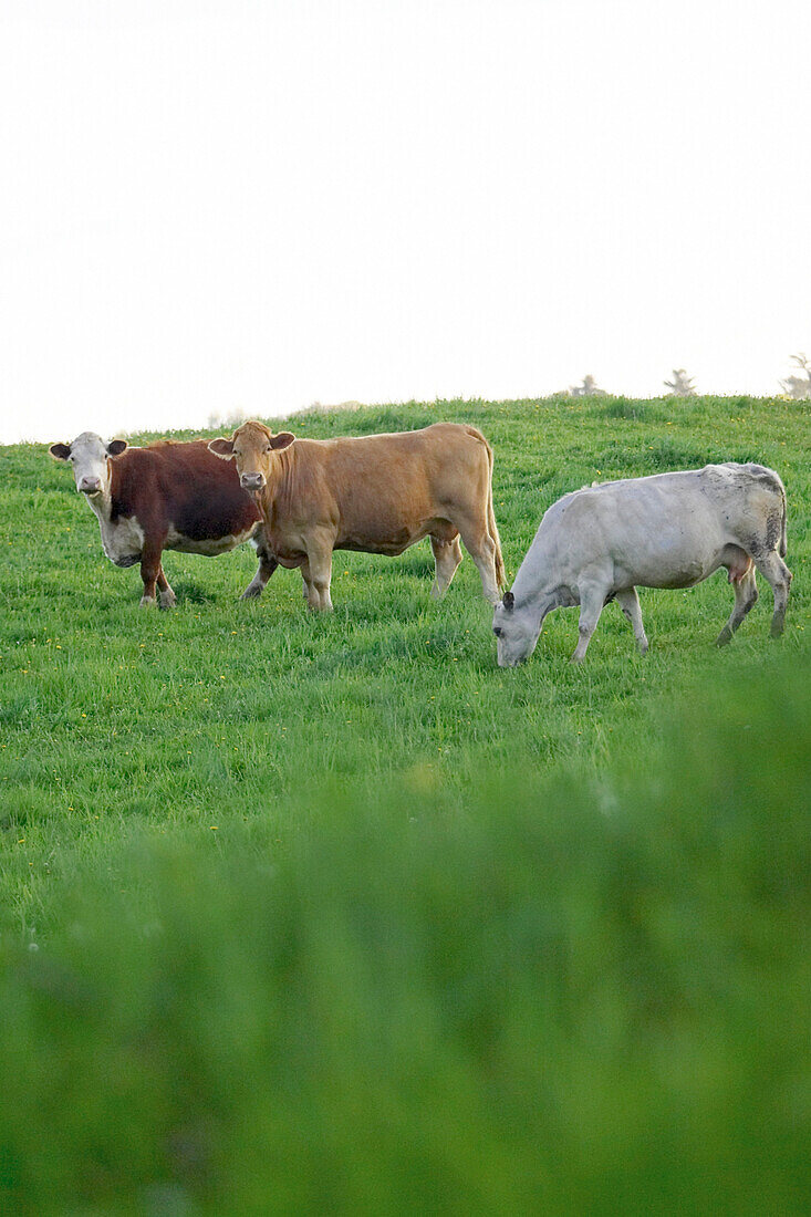 Beef Cattle Grazing In A Field, Canada, Ontario, Jerseyville