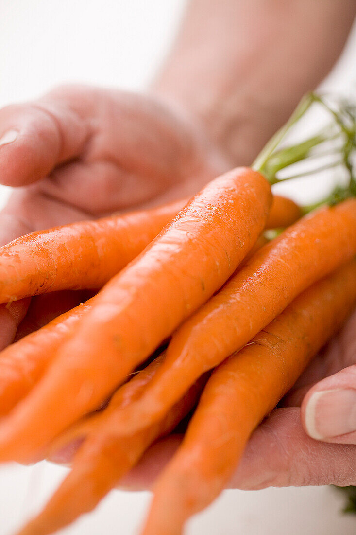 Hands Holding Bunch Of Carrots Toward Camera