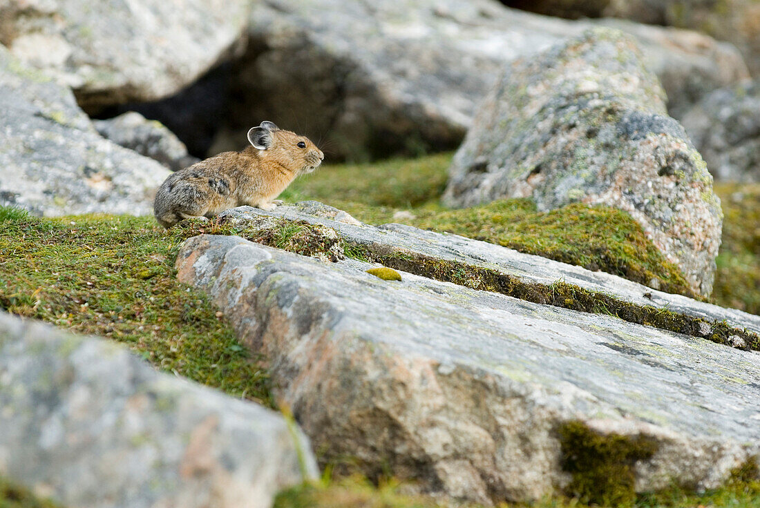 A Pika Sits Atop A Rock In An Alpine Rocky Area. Skyline Trail, Jasper National Park, Alberta, Canada