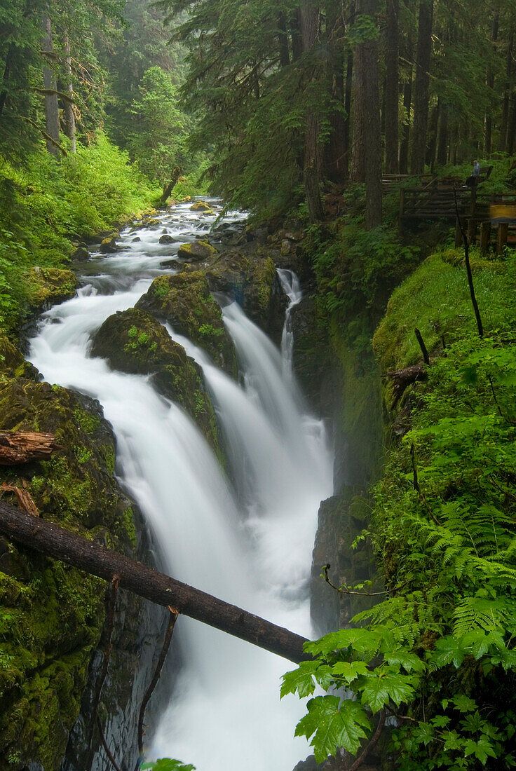 Waterfall Plunges Into A Canyon In An Old-Growth Rainforest, Sol Duc River, Olympic National Park, Washington, Usa