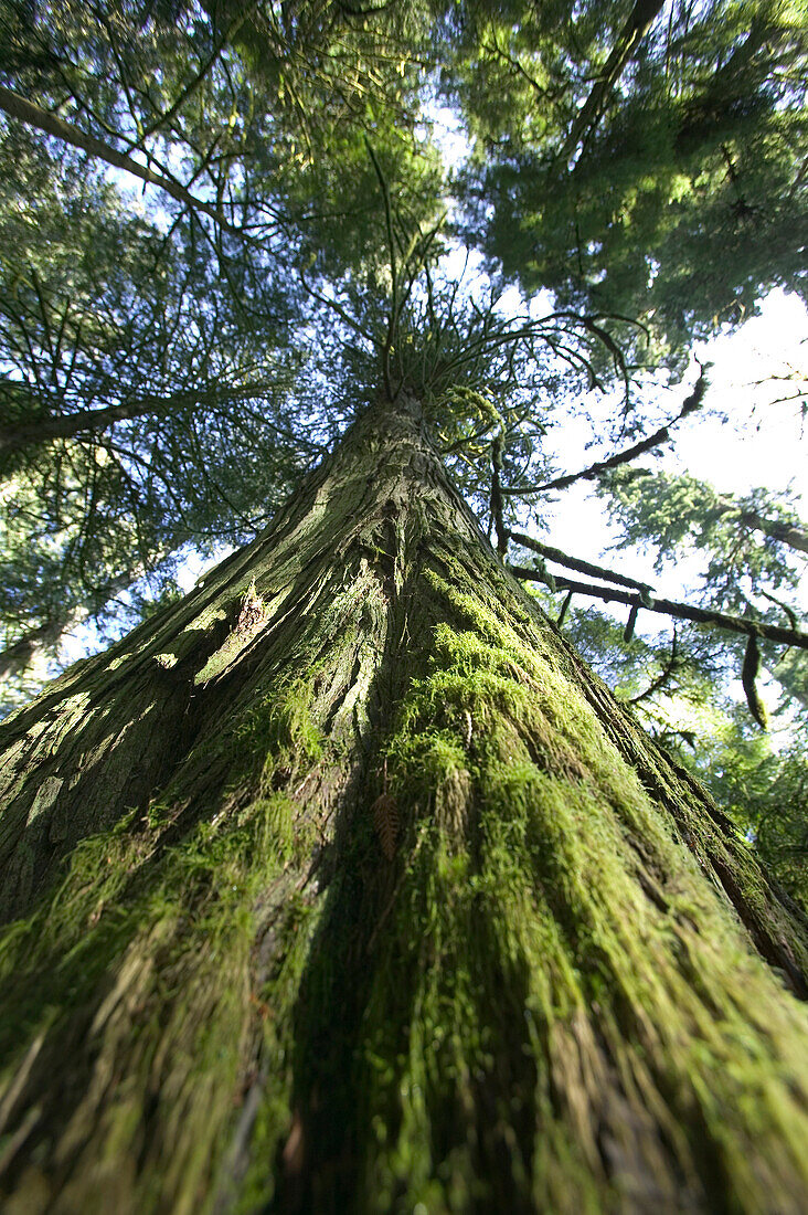 Rainforest, Cathedral Grove, Bc, Canada