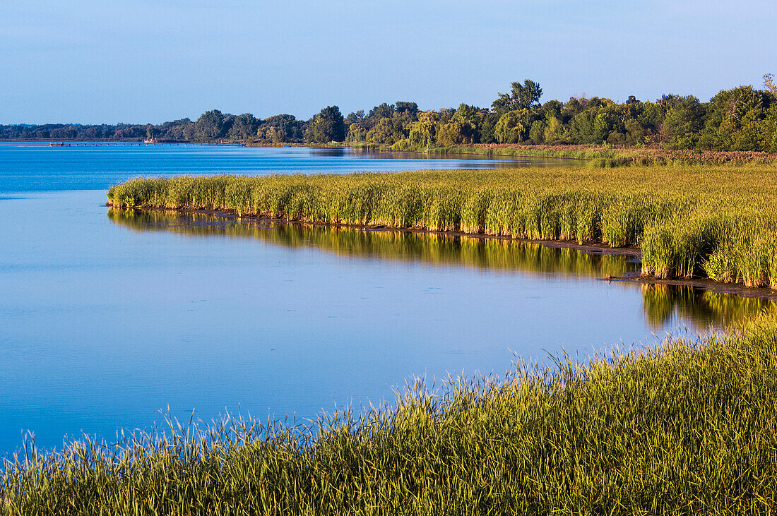 Lake Erie Shoreline Marsh. Rondeau Provincial Park, Ontario. Canada.