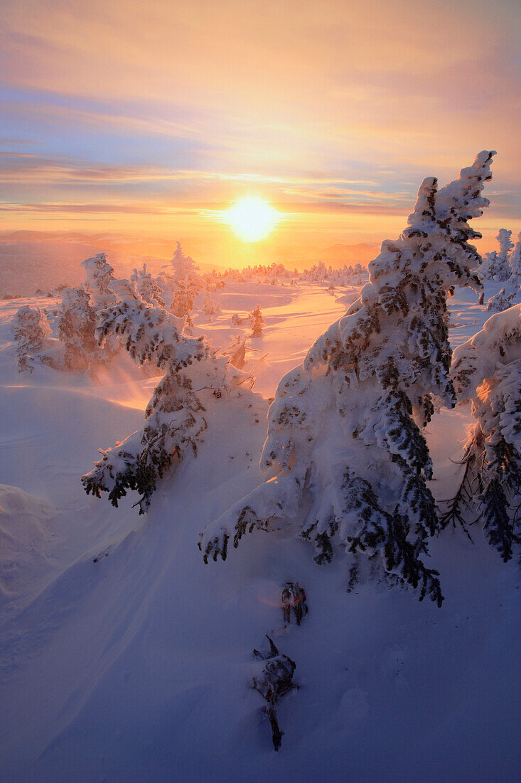 View Of Snow-Covered Trees At Mont Logan At Sunrise, Quebec, Canada