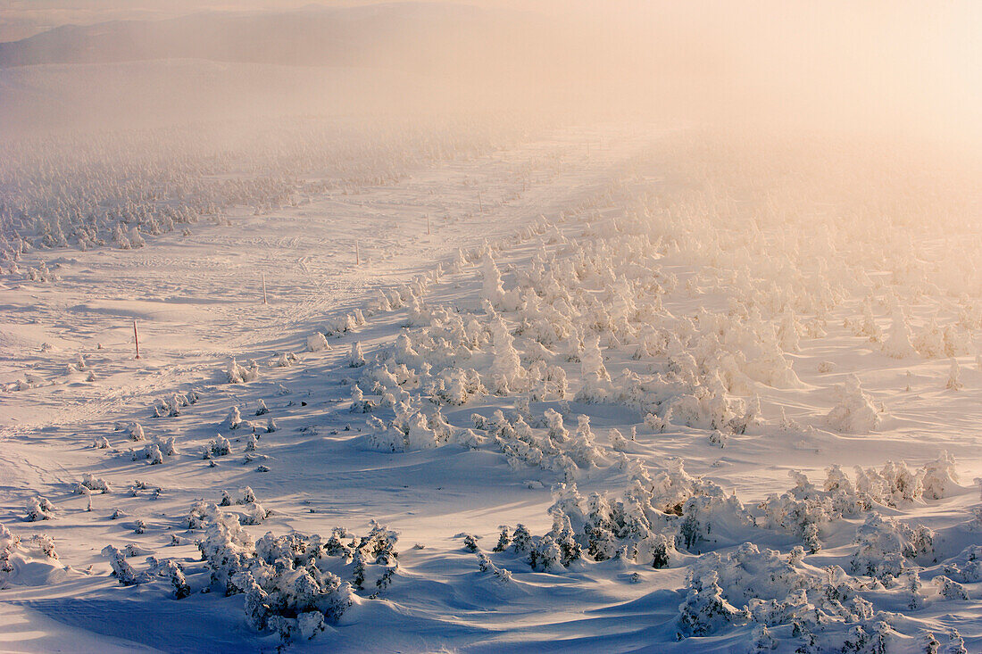 View Of Snow-Covered Trees And Blowing Snow At Mont Logan At Sunrise, Quebec, Canada.