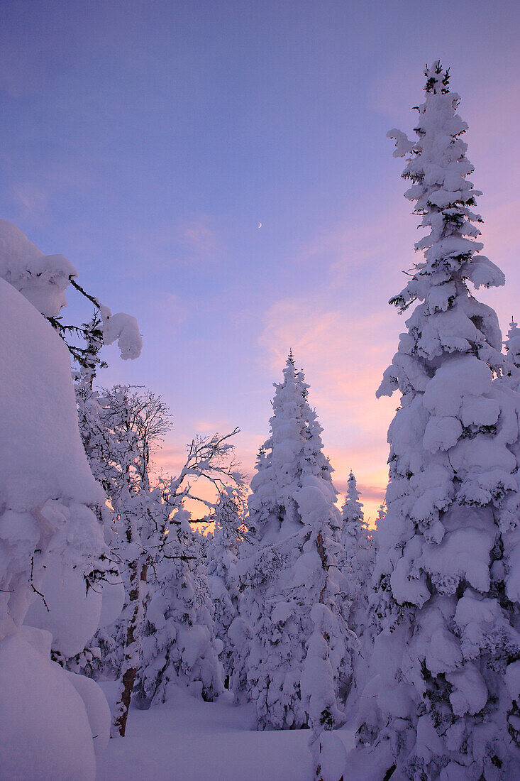 View Of Snow-Covered Trees And Moon At Pic De L'aube, Quebec, Canada
