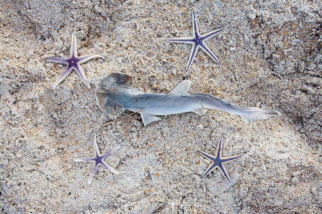 Shark And Starfish On A Beach, Jacksonville, Florida