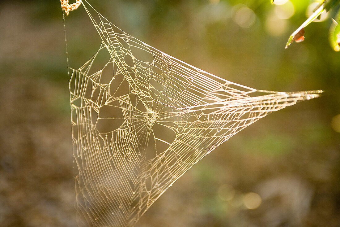 Spider Web, Jacksonville, Florida