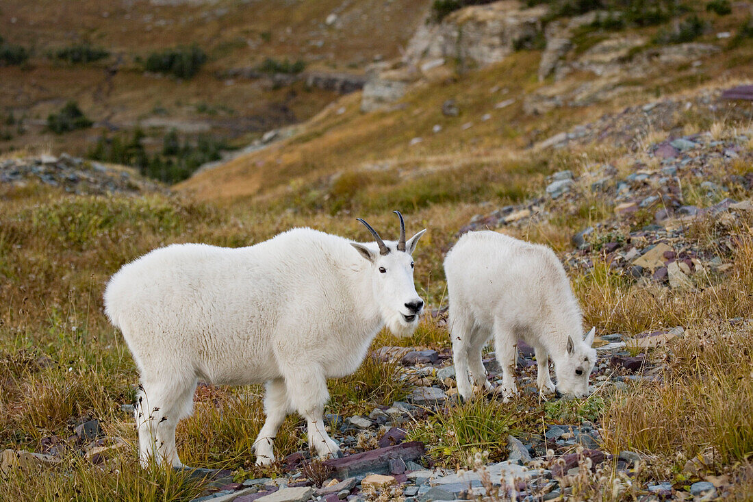 Mountain Goats Near Logan Pass, Glacier National Park Montana, Usa