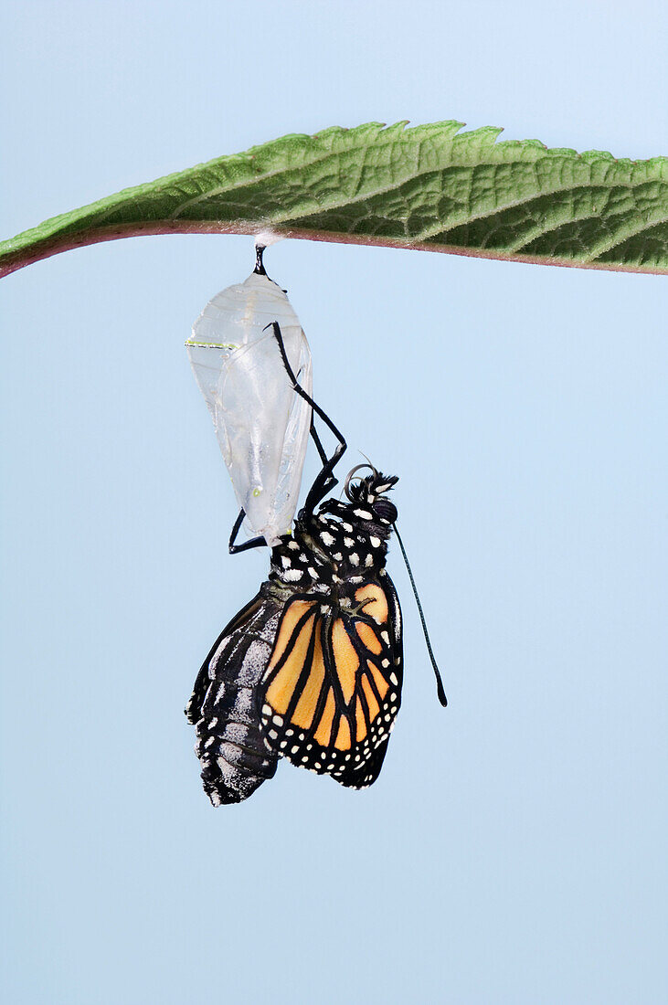 Monarch Butterfly Life Cycle, Emerging From Cocoon.