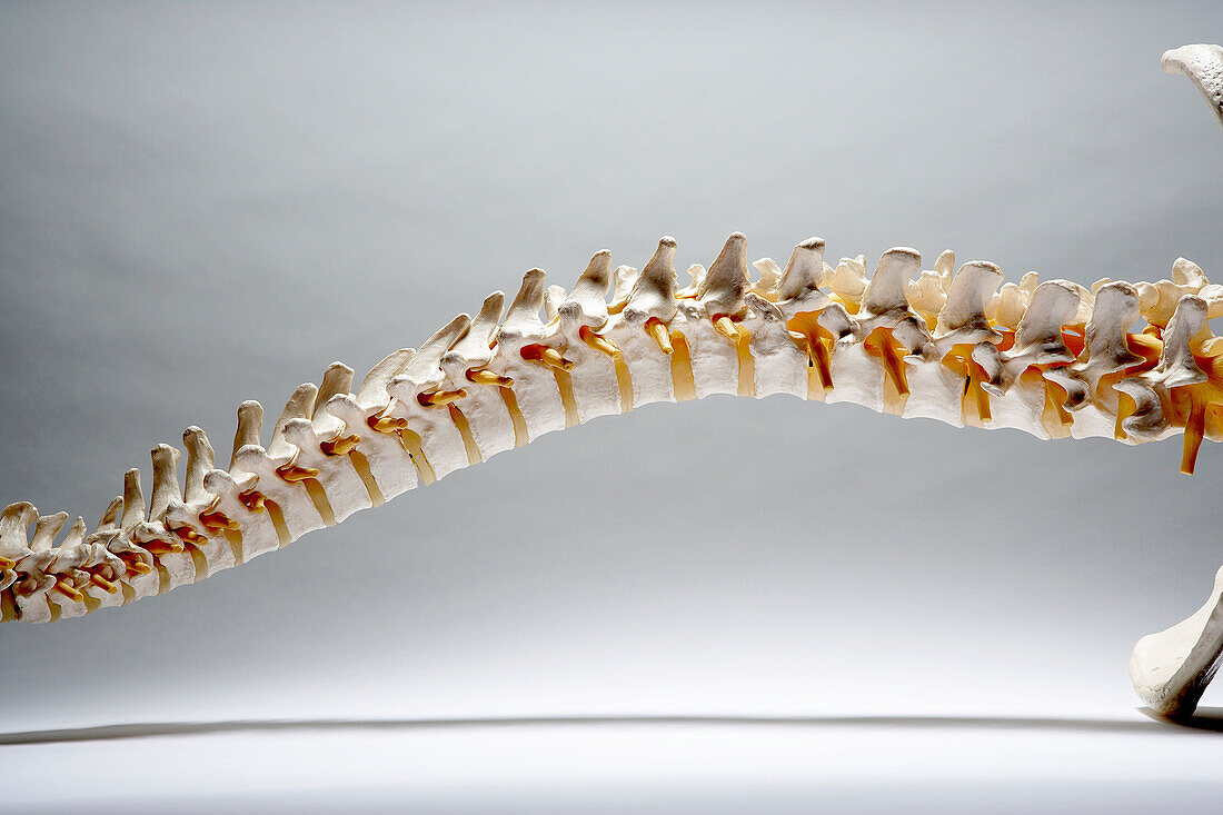 Skeleton Of A Spine