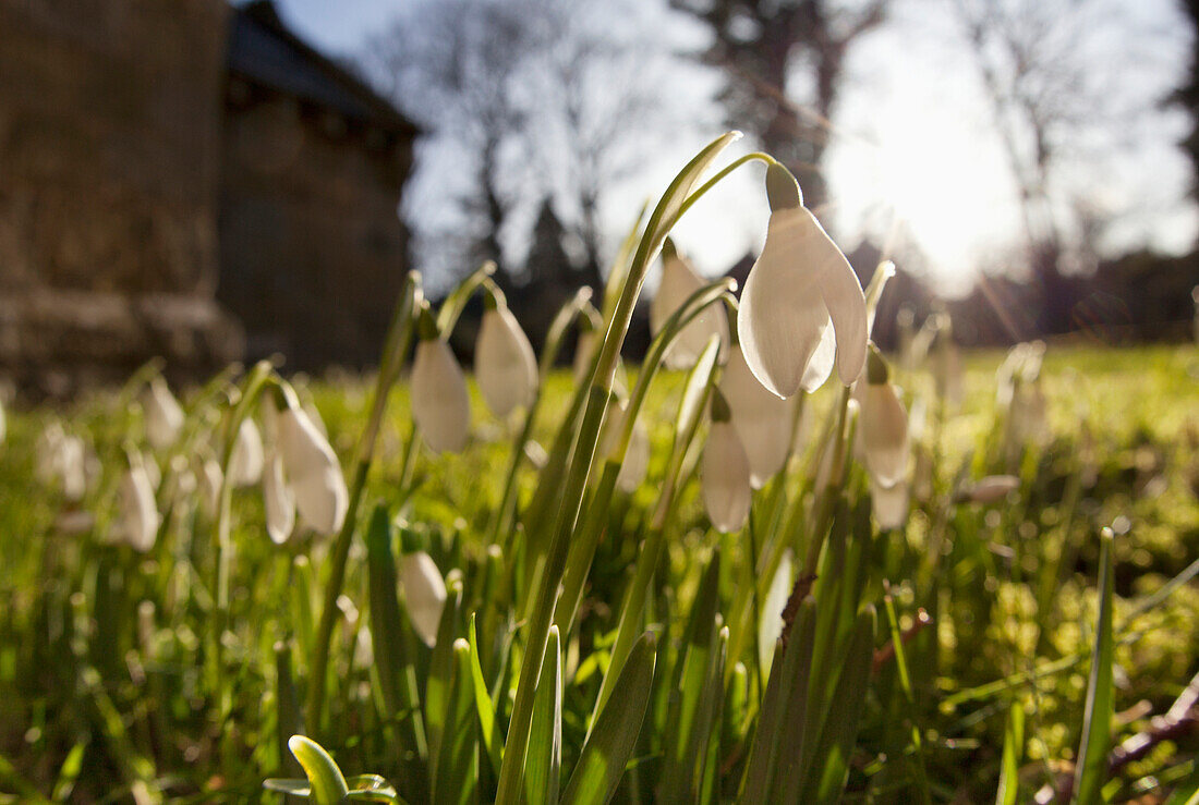'Snowdrop Flowers In The Sunlight; Northumberland, England'