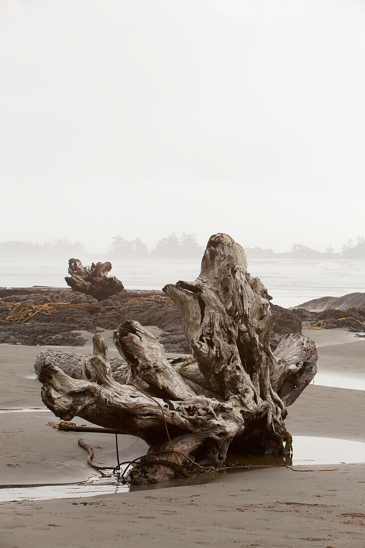 'A Large Drift Log Sits On Chesterman's Beach Near Tofino; British Columbia, Canada'