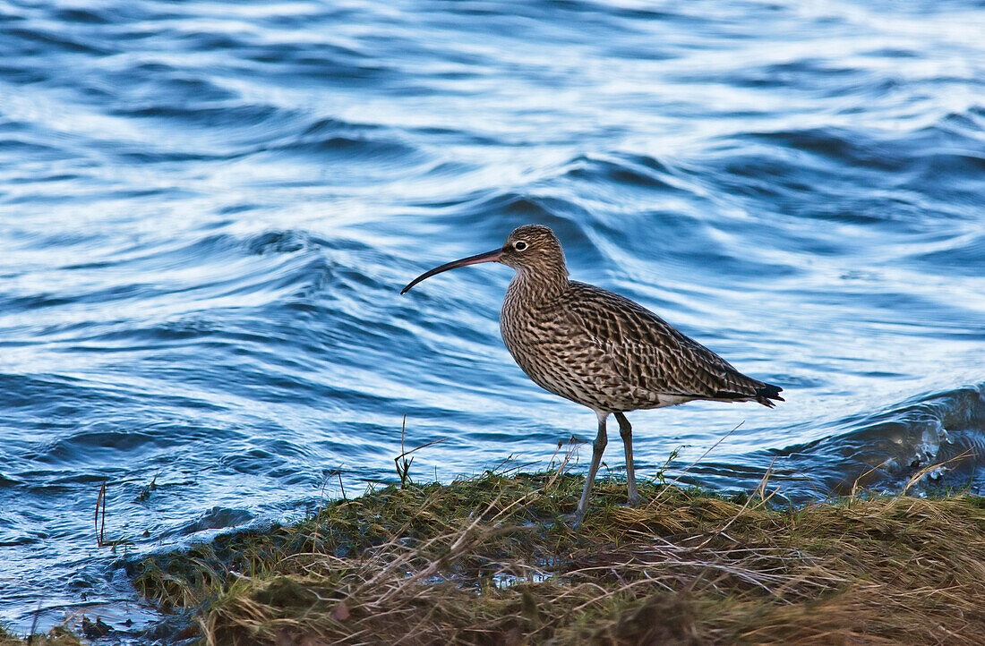 'Curlew (Numenius) Standing At The Water's Edge; Northumberland, England'