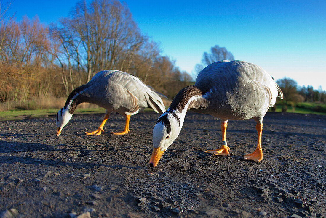 'Two Birds Pecking At The Ground; Washington, Tyne And Wear, England'