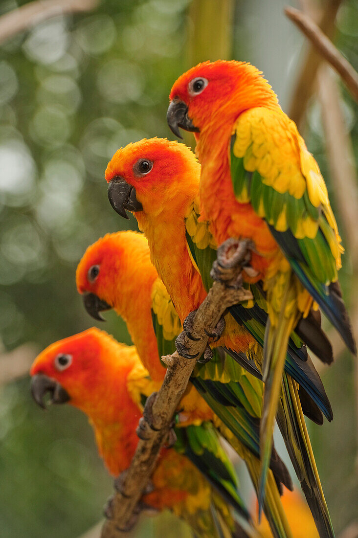 'Orange Parakeets; Chiang Mai, Thailand'