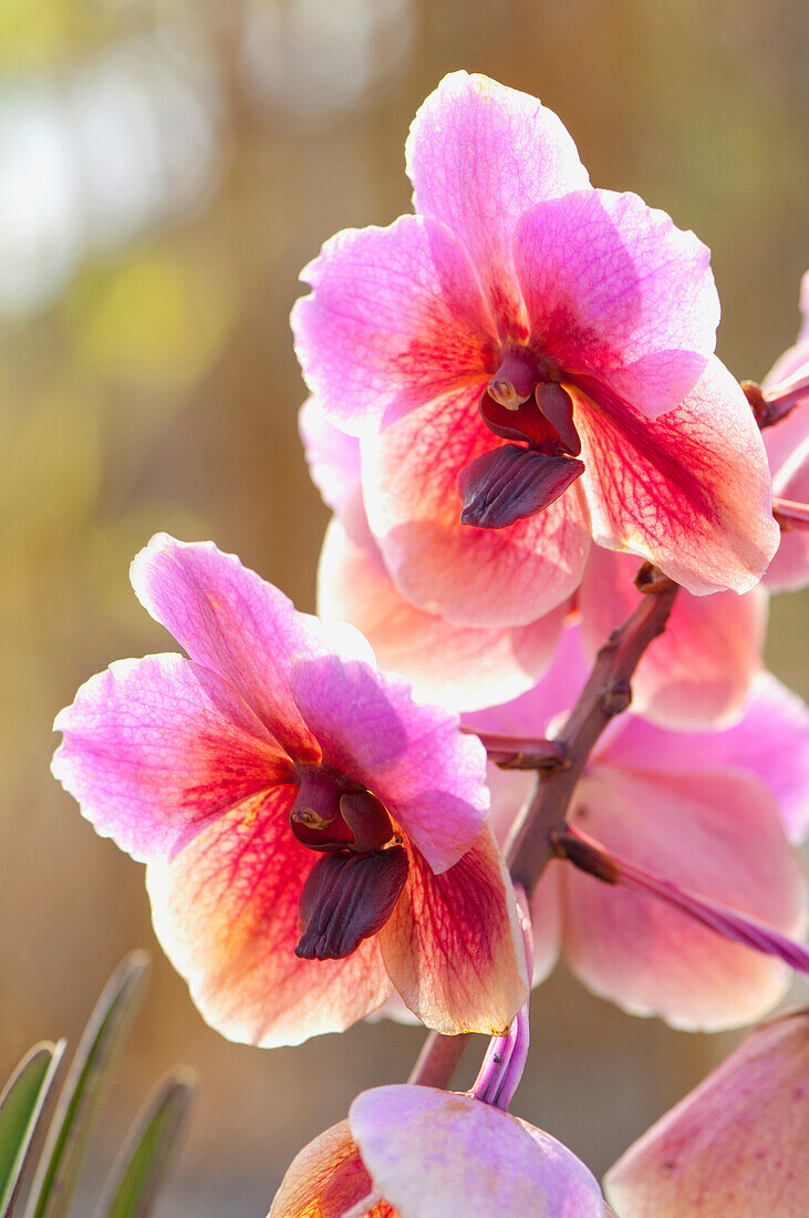 'Blooming Orchids; Captain Cook, Hawaii, United States of America'