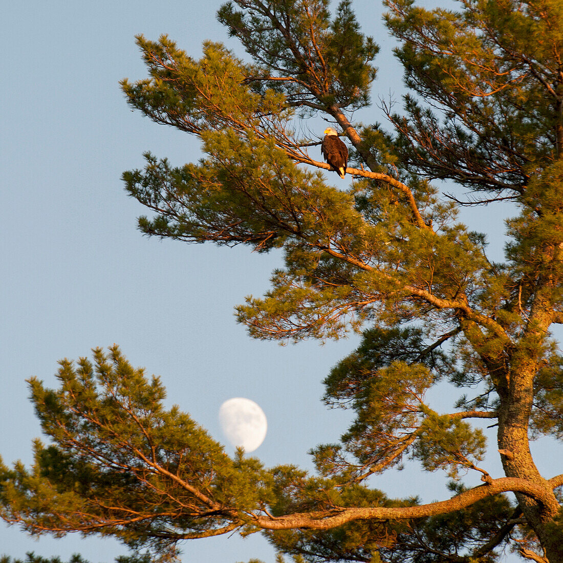 'A Hawk Sits In A Tree With The Moon In A Blue Sky; Lake Of The Woods, Ontario, Canada'